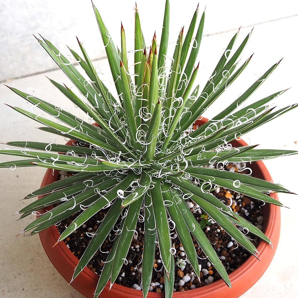 Amazon｜ITANSE アガベ 滝の白糸(シジゲラ) 8号鉢【品種で